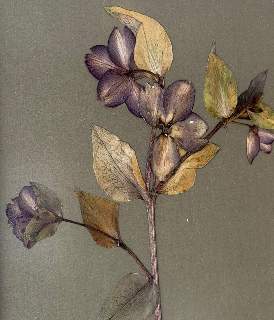 Pressed Purple Hellebores in Marrakesh Gold Frame