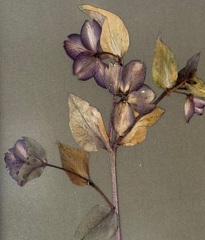 Pressed Purple Hellebores in Marrakesh Gold Frame