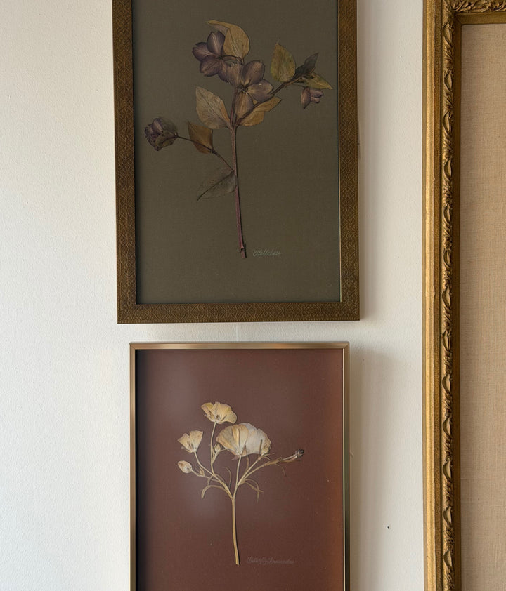 Pressed Butterfly Ranunculus in Gold Frame