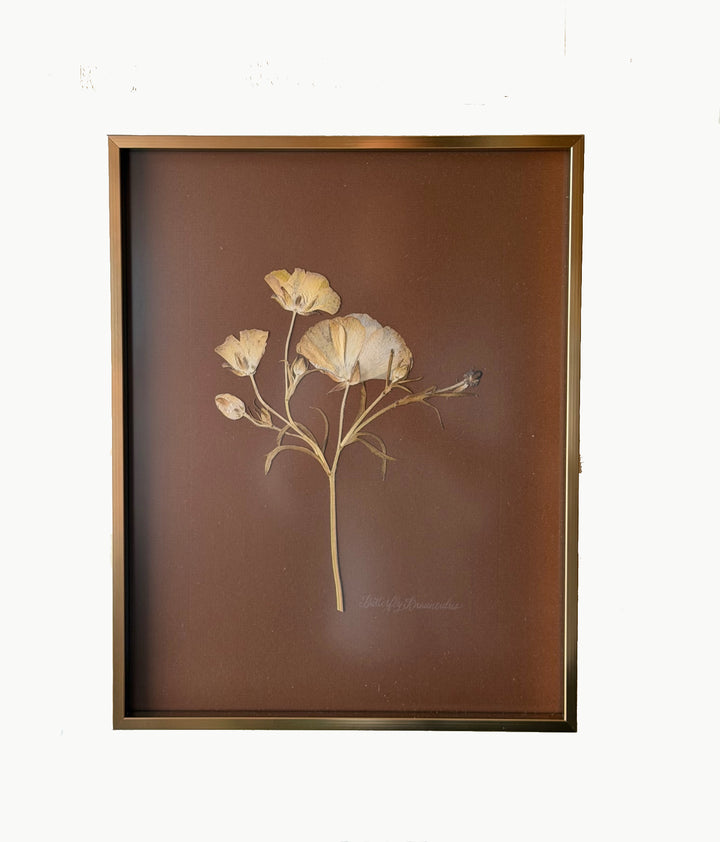 Pressed Butterfly Ranunculus in Gold Frame